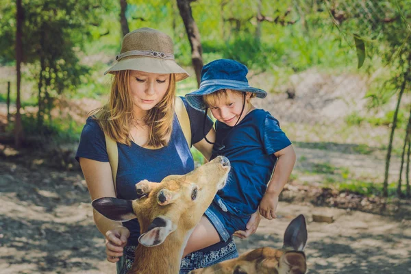 母と息子の美しい鹿の餌 — ストック写真