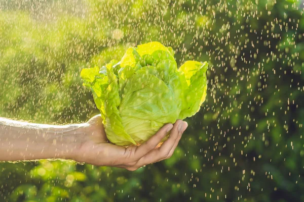 Stelletje salade laat in een hand — Stockfoto