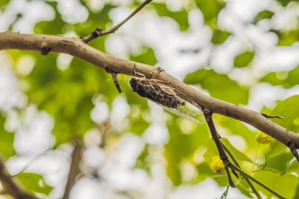 Cicada Bug. Cicadainsect. — Stockfoto