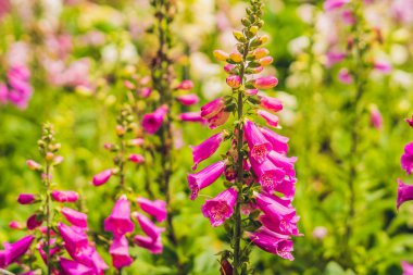 Çan çiçeği glomerata bellflowers