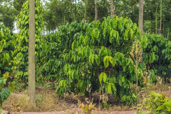 Unripe coffee beans on stem