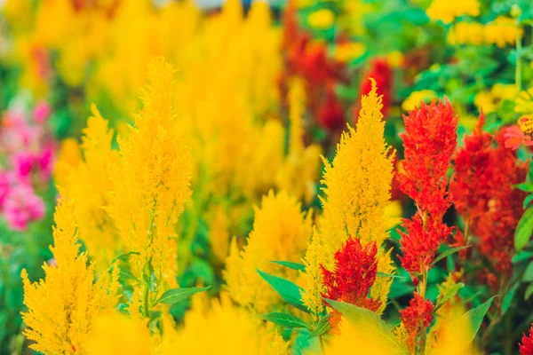 Plantas tropicales esponjosas rojas y amarillas — Foto de Stock