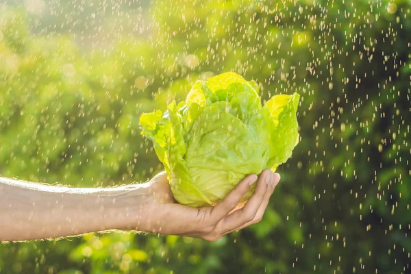 Stelletje Sla in een hand van een man — Stockfoto