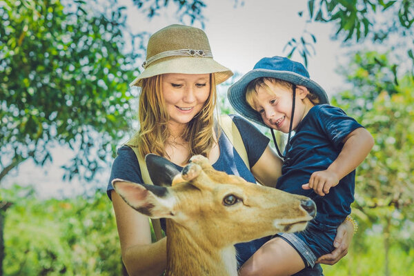 Мать и сын кормят красивых оленей
