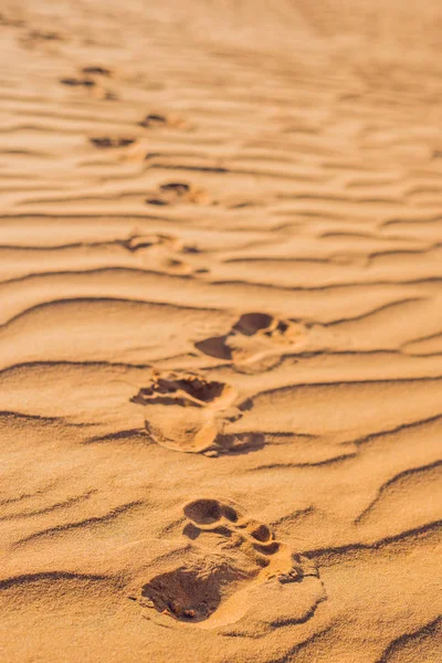 Impronte nella sabbia nel deserto rosso — Foto Stock