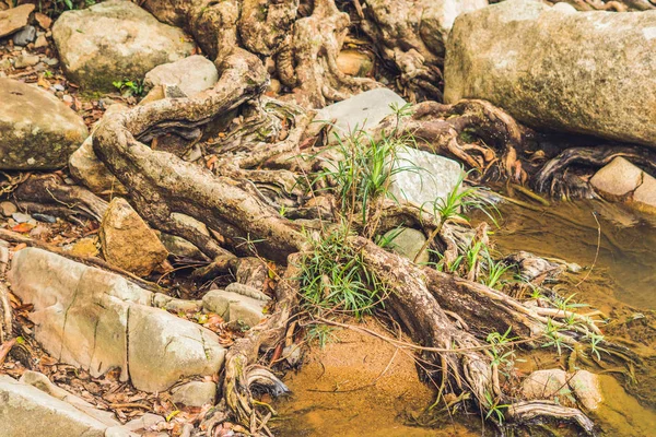 Raíces de árboles grandes — Foto de Stock