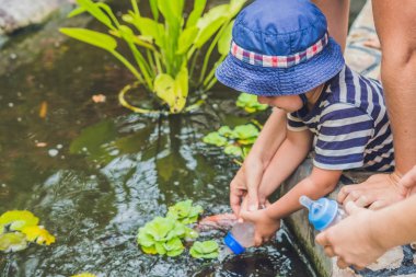 genç çocuk Koi balık besleme