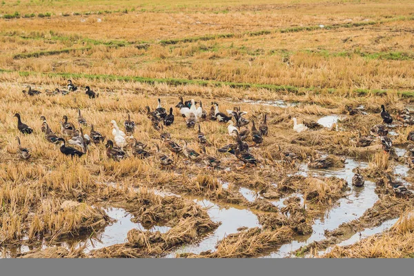 ördek sürüsü yem Gıda 