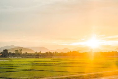 Pirinç çeltik alan günbatımı sırasında güzel manzarasına. Doğa kompozisyon.