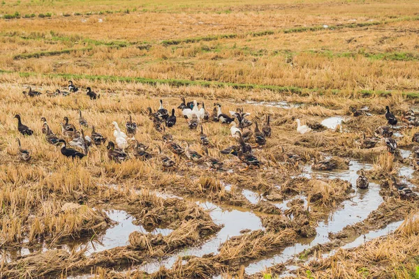 ördek sürüsü yem Gıda 