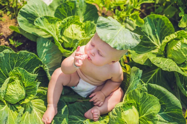 Bebek bakıcılığı arasında lahana. — Stok fotoğraf