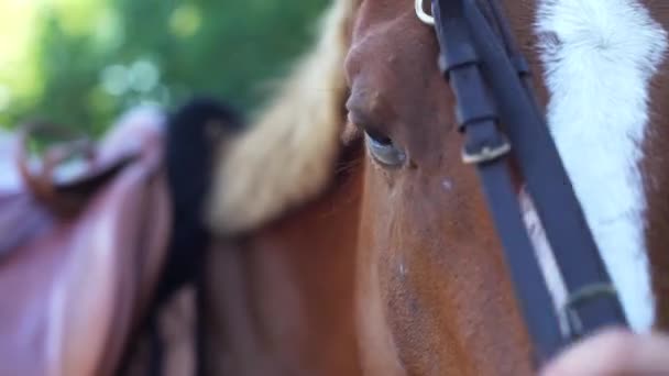 Brown horse with white band — Stock Video