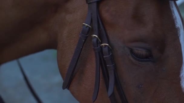 Brown horse with white band — Stock Video