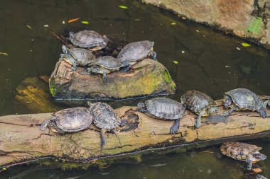 Batı gölet kaplumbağalar