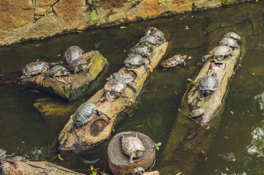 Batı gölet kaplumbağalar
