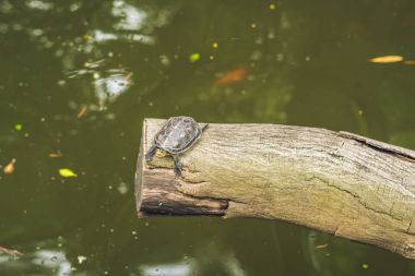 Western pond turtle enjoying the sun clipart