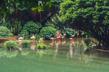  pembe flamingolar Kuşlar sürüsü 