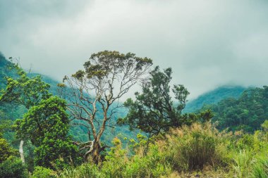 Dalat Dağları'nın muhteşem manzara