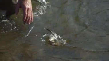 Kısa bir ultralight iplik ile bir dağ nehir üzerinde bir orta boy balık balıkçı yakalar