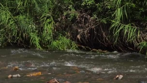 Panning shot van een kleine berg rivier — Stockvideo