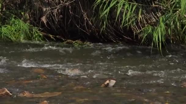 Vue panoramique d'une petite rivière de montagne 