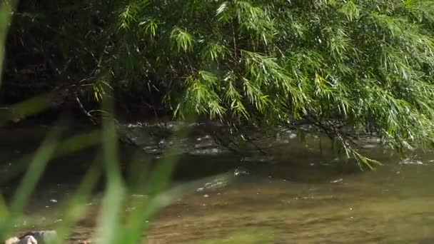 Schwenk-Aufnahme eines kleinen Gebirgsflusses — Stockvideo