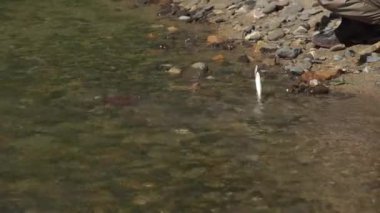 Balıkçı kameraya bir balık o sadece kısa bir ultralight iplik ile yakaladı ve ardından bültenleri gösterir. Spor balıkçılık
