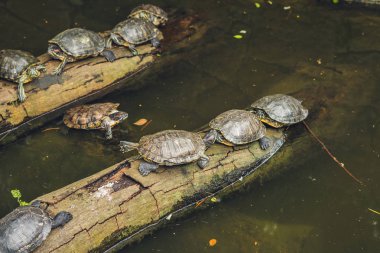 Güneşin Hong Kong tadını Batı gölet kaplumbağalar