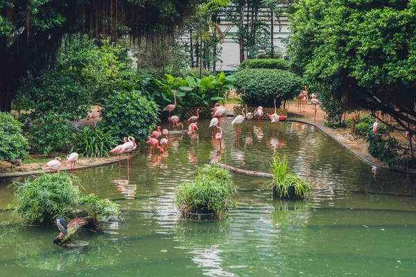 Pembe flamingolar Kuşlar sürüsü 