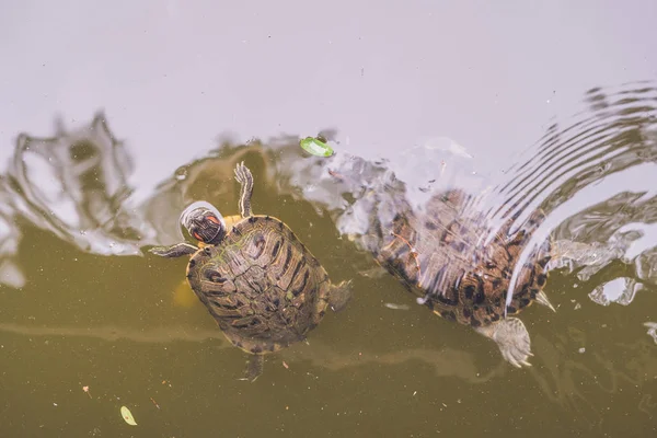 Les Tortues Eau Nagent Dans Étang Hong Kong — Photo