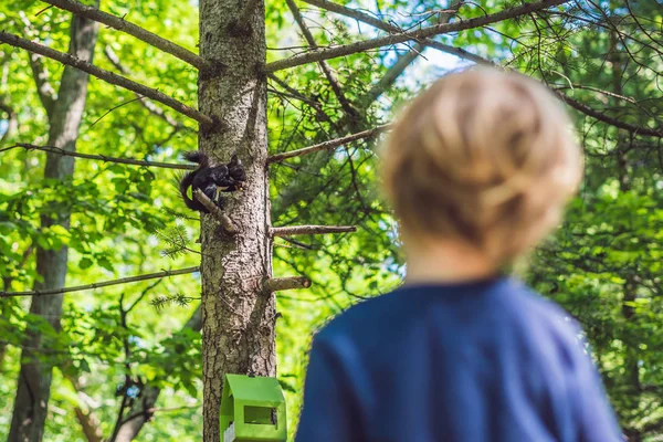 Esquilo Preto Senta Uma Árvore Come — Fotografia de Stock