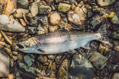 Balık bir silahla öldürdü