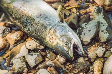 Balık bir silahla öldürdü