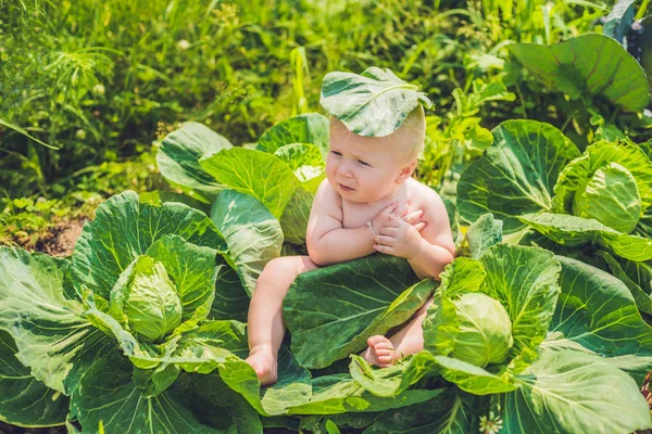 Ребенок, сидящий среди капусты — стоковое фото