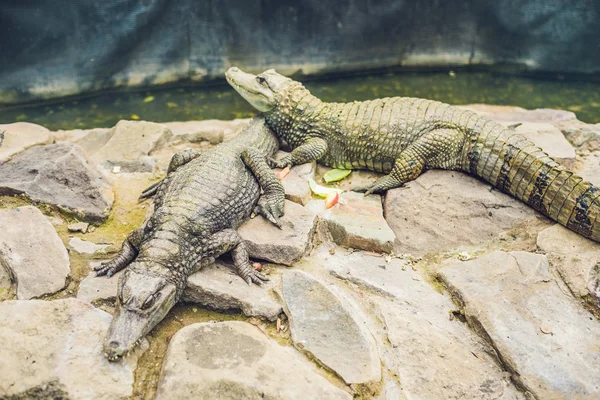 Twee Krokodillen Ligt Aan Rivier Dierentuin — Stockfoto
