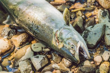 Balık bir silahla öldürdü