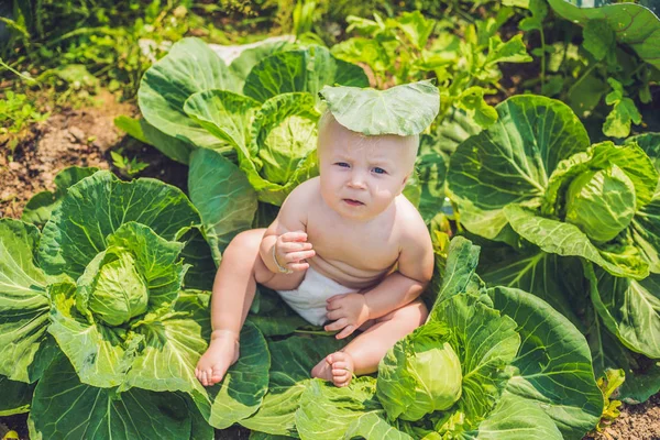 Bir bebek arasında lahana oturma — Stok fotoğraf