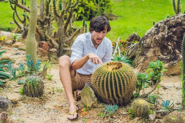 Bir adam arasında büyük kaktüsler oturuyor