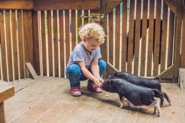 Toddler girl feeds pigs piglet — Stock Photo, Image
