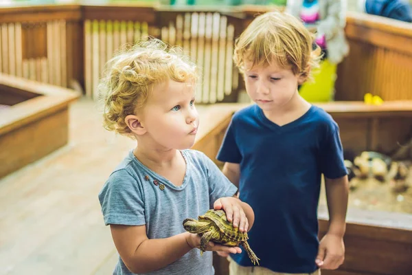 Niños pequeños niño y niña acaricia y jugar con la tortuga — Foto de Stock