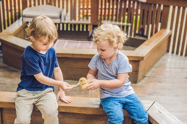 Toddlers girl and boy feeding duck — Stock Photo, Image