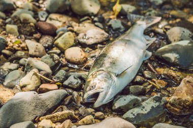 Balık bir silahla öldürdü