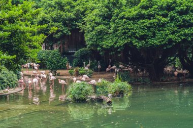 Hong Kong Park bir su birikintisi üzerinde pembe flamingolar Kuşlar sürüsü