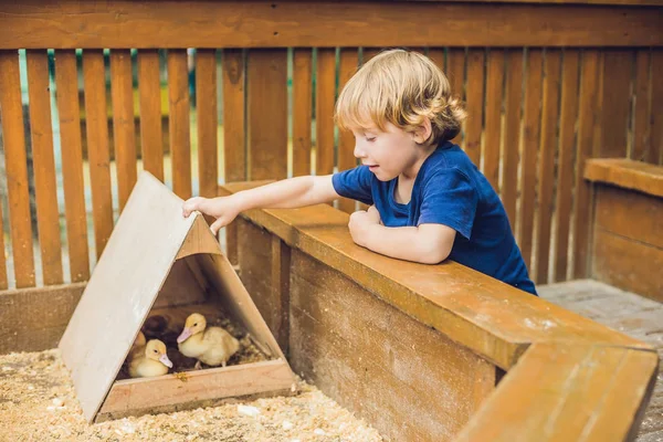 Tout-petit garçon jouer avec des canetons dans le zoo caressant — Photo