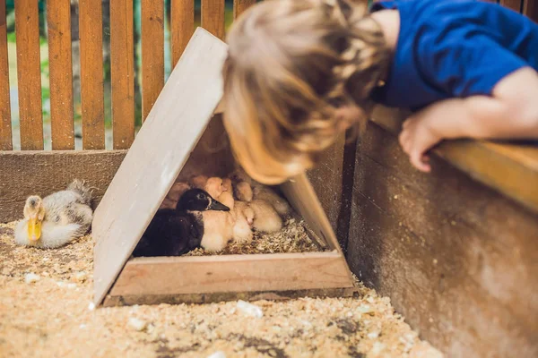 Tout-petit garçon jouer avec des canetons dans le zoo caressant — Photo