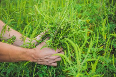 Adamın elleri ragweed alerji birçok kişi neden, gözyaşı.