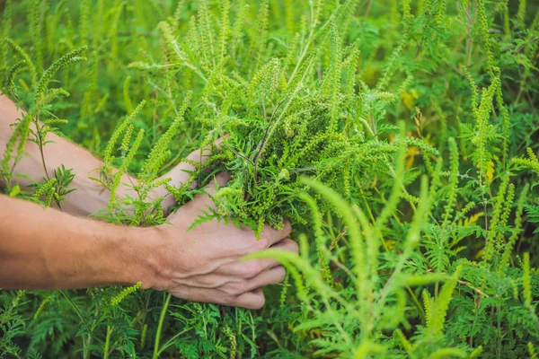 Männerhände Zerreißen Ragweed Und Lösen Bei Vielen Menschen Eine Allergie — Stockfoto