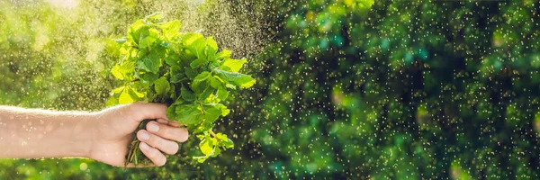 Primer Plano Manojo Fresco Menta Mano Femenina Salpicadura Agua Sobre — Foto de Stock