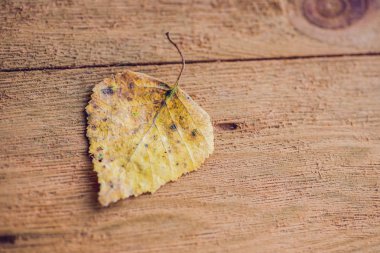 Ahşap zemin üzerine sarı yaprak