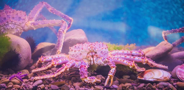 Banner Big Purple Sea Crab Aquarium — Stock Photo, Image